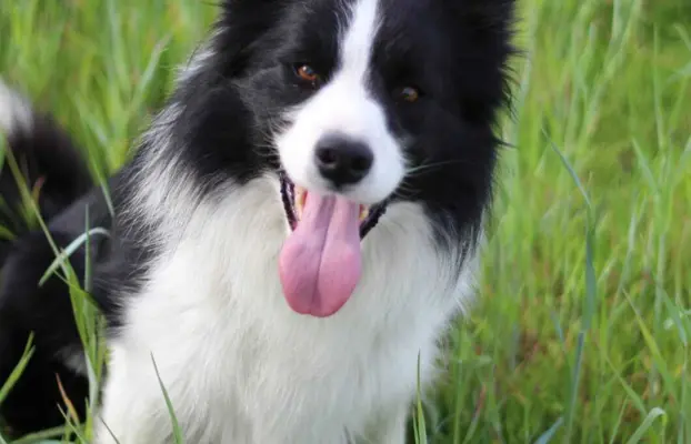 Border collie - Samiec ZkwP/FCI 5