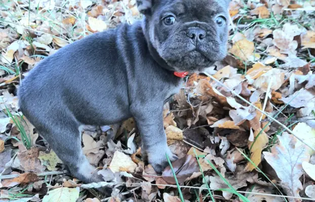 Buldog francuski dziewczynka i chlopak 4