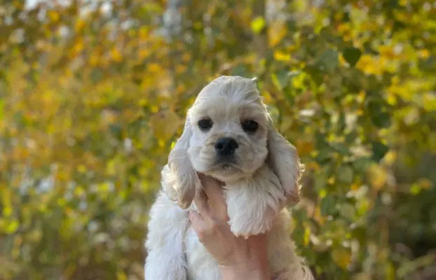 American Cocker Spaniel FCI 2