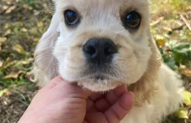 American Cocker Spaniel FCI 1