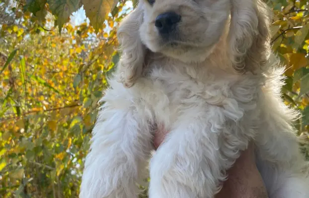 American Cocker Spaniel FCI 4