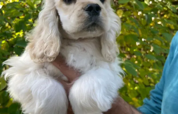 American Cocker Spaniel FCI 7