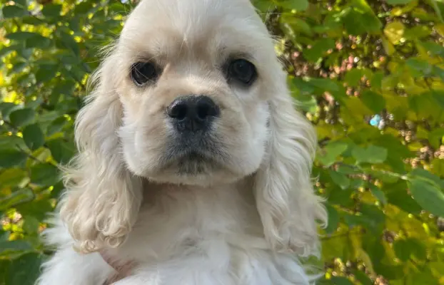 American Cocker Spaniel FCI 8