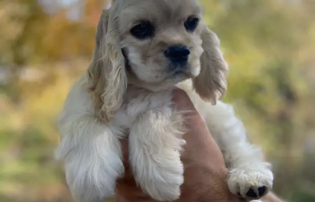 American Cocker Spaniel FCI 9