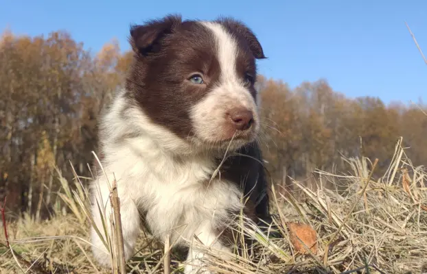 Rasowa Suczka Border Collie - Szczeniak z Hodowli z pełną do 1