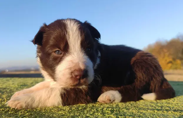 Rasowa Suczka Border Collie - Szczeniak z Hodowli z pełną do 2