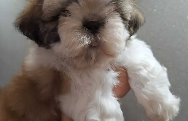 ShihTzu SWKiPR WKU Polskie Porozumienie Kynologiczne 1