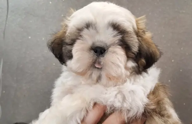 ShihTzu SWKiPR WKU Polskie Porozumienie Kynologiczne 3