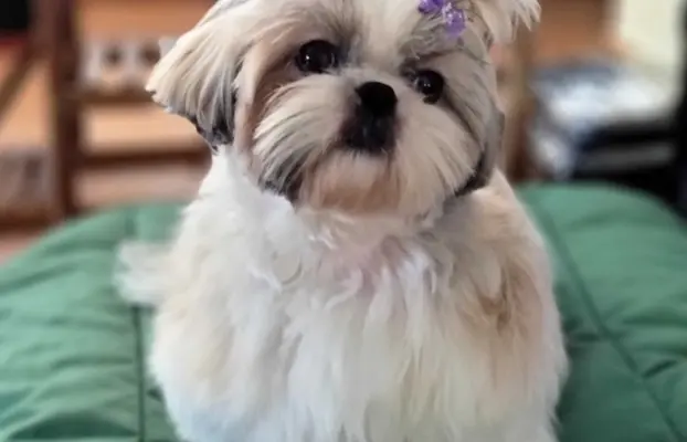 ShihTzu SWKiPR WKU Polskie Porozumienie Kynologiczne 2