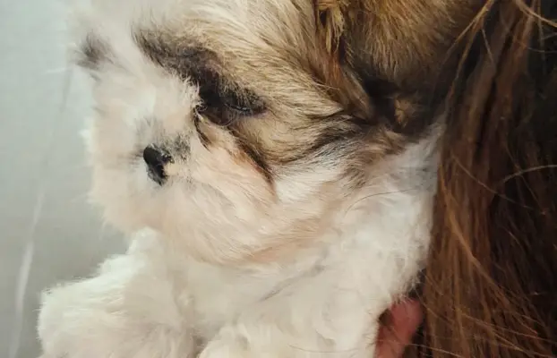 ShihTzu SWKiPR WKU Polskie Porozumienie Kynologiczne 4