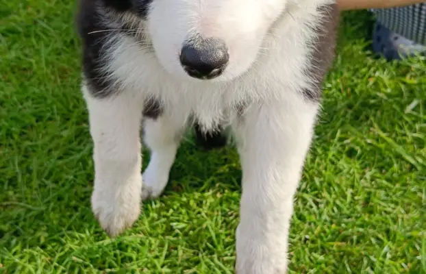 Border Collie Suczki 1