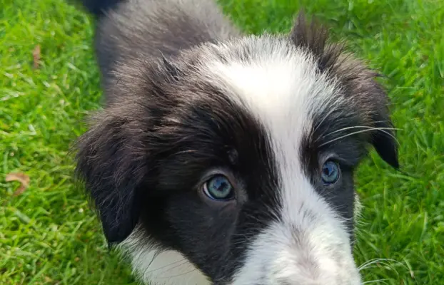 Border Collie Suczki 2