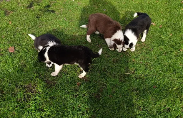 Border Collie Suczki 3