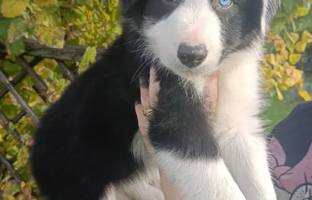 Border Collie Suczki 4