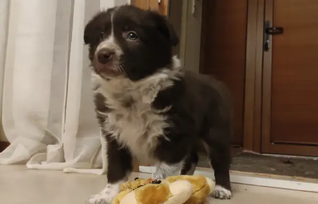 BORDER COLLIE rasowy pies, czekoladowo biały - cudowny! 2