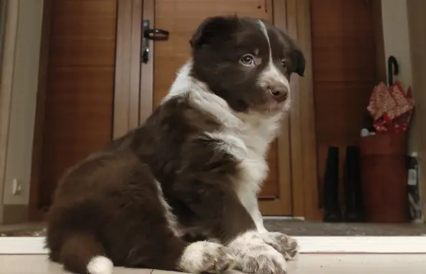 BORDER COLLIE rasowy pies, czekoladowo biały - cudowny! 1