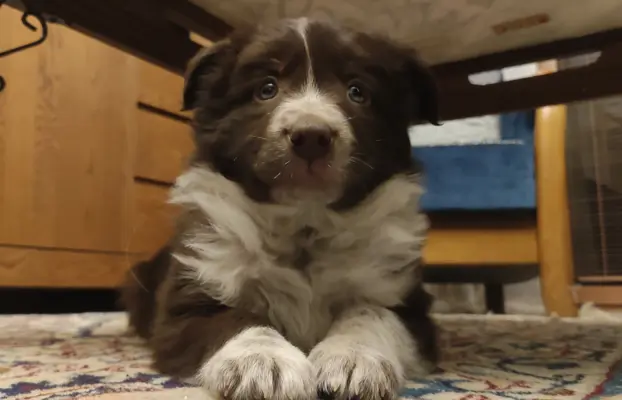 BORDER COLLIE rasowy pies, czekoladowo biały - cudowny! 3