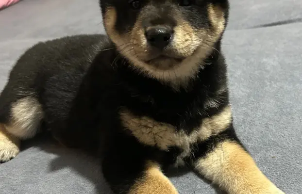 Shiba Inu szczeniaki 1