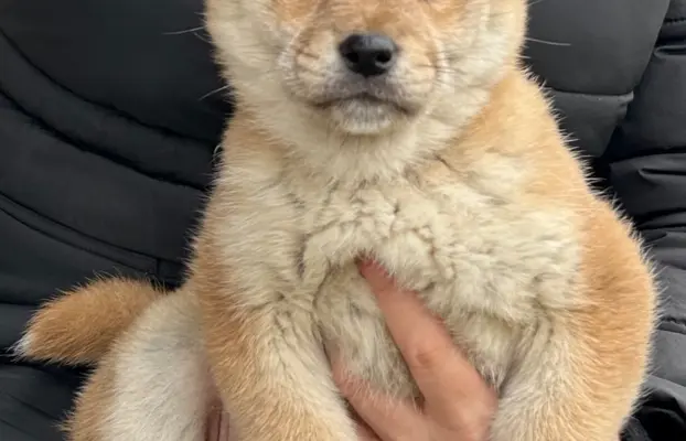 Shiba Inu szczeniaki 7