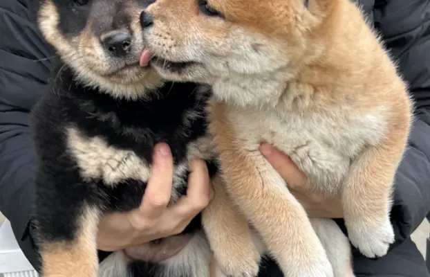 Shiba Inu szczeniaki 8