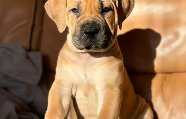 Boerboel szczeniaki Mastif Południowoafrykański FCI ZKwP 1