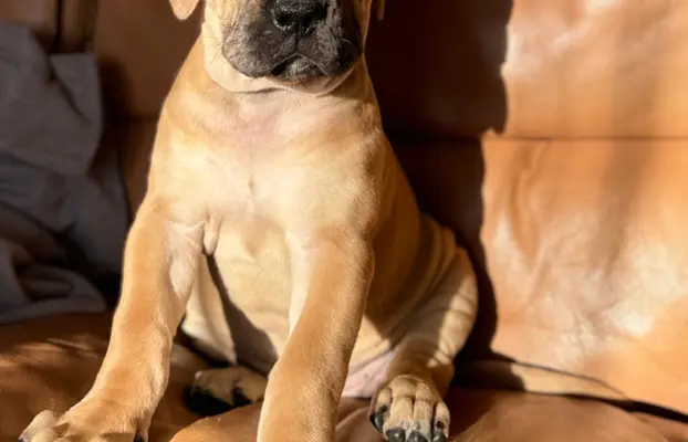 Boerboel szczeniaki Mastif Południowoafrykański FCI ZKwP 2