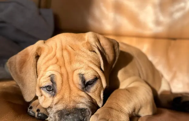 Boerboel szczeniaki Mastif Południowoafrykański FCI ZKwP 3