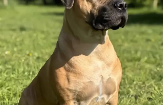 Boerboel szczeniaki Mastif Południowoafrykański FCI ZKwP 4