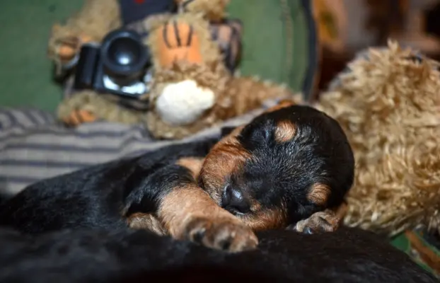 Terier walijski - welsh terrier 1