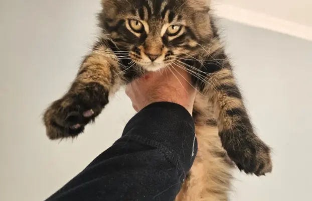 Maine coon kocurek gotowy na nowy dom 5