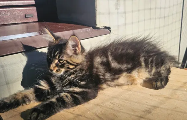 Maine coon kocurek gotowy na nowy dom 2