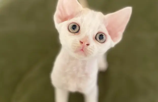 Kotka Devon Rex 1