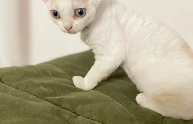 Kotka Devon Rex 2