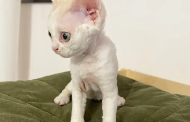 Kotka Devon Rex 3