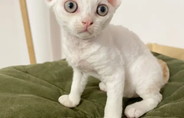 Kotka Devon Rex 5