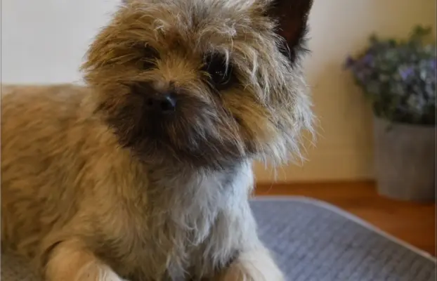 Cairn Terrier - piękne rodowodowe (ZKwP/FCI) szczenięta. 1