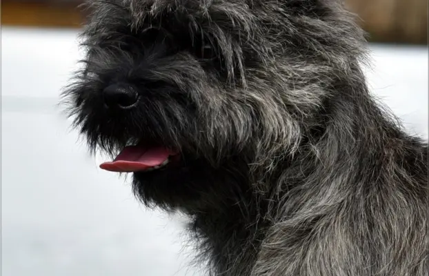 Cairn Terrier - piękne rodowodowe (ZKwP/FCI) szczenięta. 2