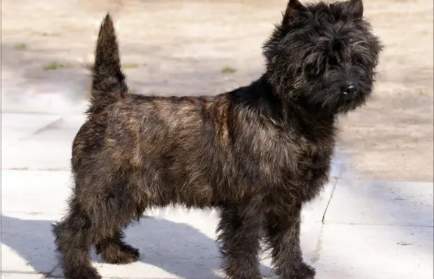 Cairn Terrier - piękne rodowodowe (ZKwP/FCI) szczenięta. 3