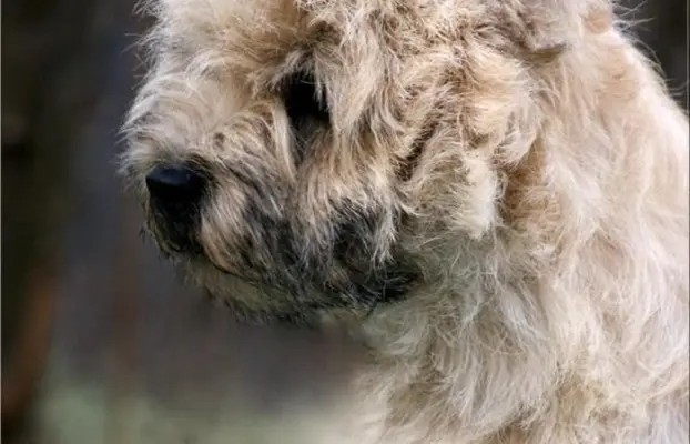 Cairn Terrier - piękne rodowodowe (ZKwP/FCI) szczenięta. 4