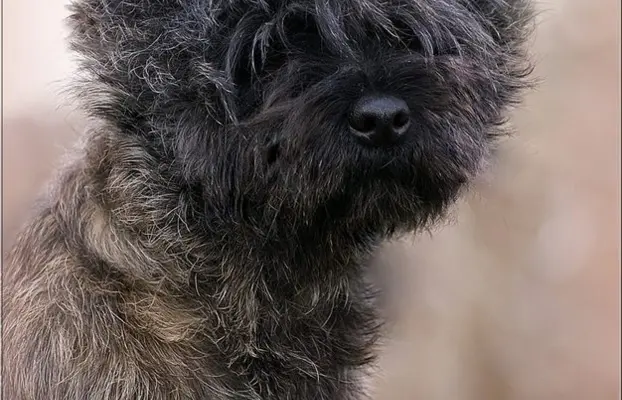 Cairn Terrier - piękne rodowodowe (ZKwP/FCI) szczenięta. 5