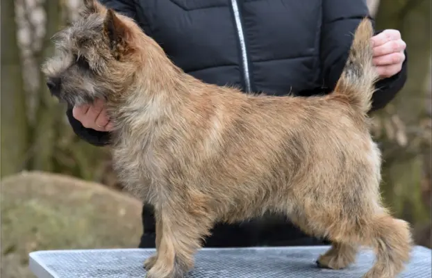 Cairn Terrier - piękne rodowodowe (ZKwP/FCI) szczenięta. 7