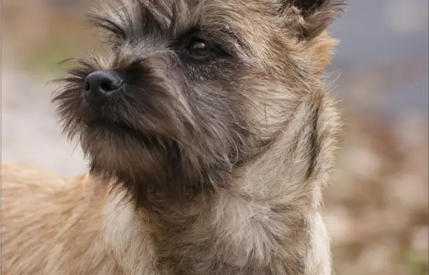 Cairn Terrier - piękne rodowodowe (ZKwP/FCI) szczenięta. 8