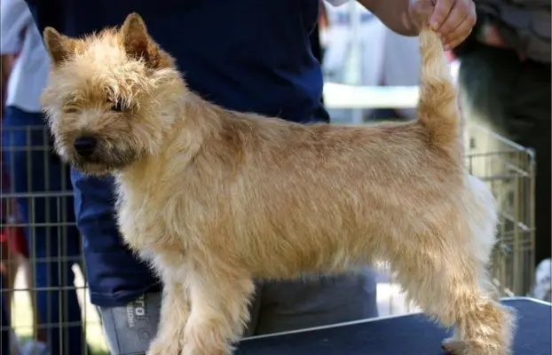 Cairn Terrier - piękne rodowodowe (ZKwP/FCI) szczenięta. 9