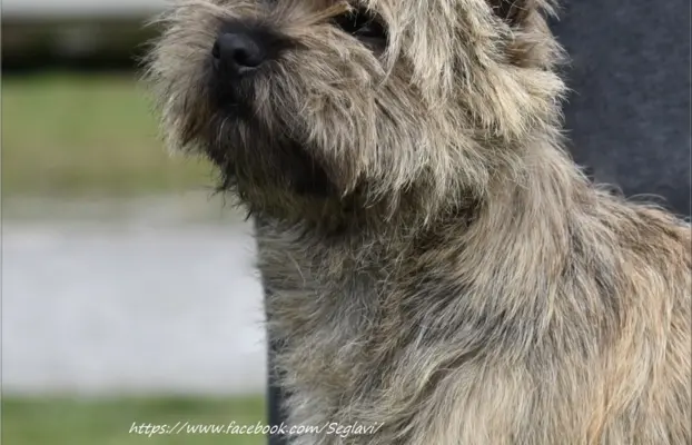 Cairn Terrier - piękne rodowodowe (ZKwP/FCI) szczenięta. 10