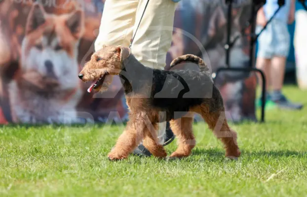 Terier walijski - welsh terrier 4