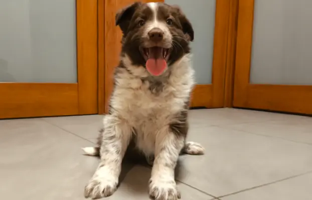 Piękny szczeniak Border Collie - pies z pełną dok. hodowli 4