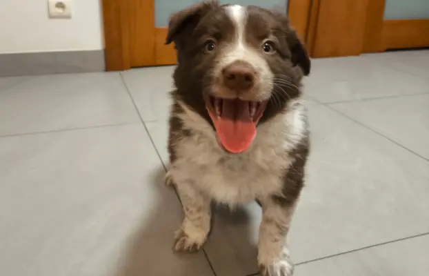 Piękny szczeniak Border Collie - pies z pełną dok. hodowli 1