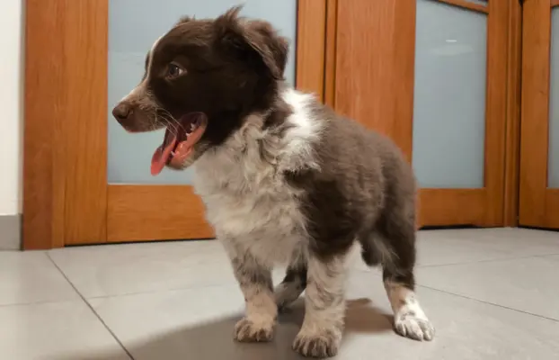 Piękny szczeniak Border Collie - pies z pełną dok. hodowli 2