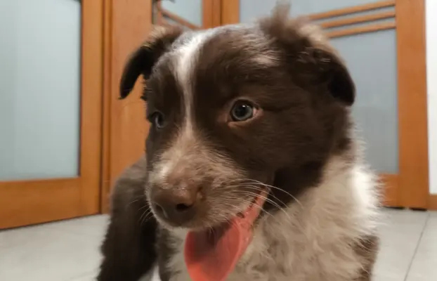 Piękny szczeniak Border Collie - pies z pełną dok. hodowli 3