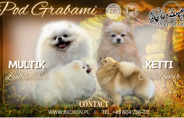 #Szpic miniaturowy #pomeranian FCI # 1